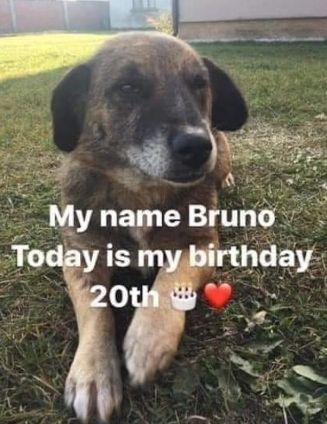 Tweets of Dogs tweet media