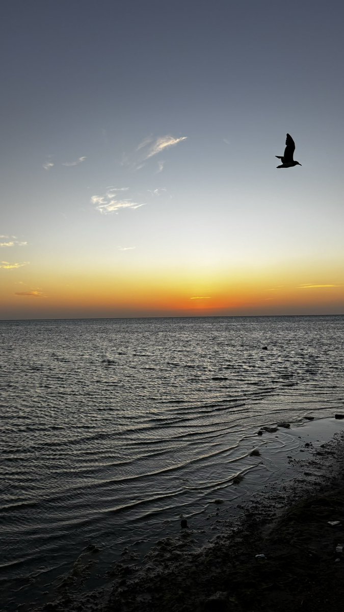 سحسحر tweet media