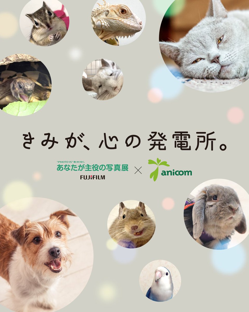 【公式】アニコム | ペット保険（だけじゃない） tweet media
