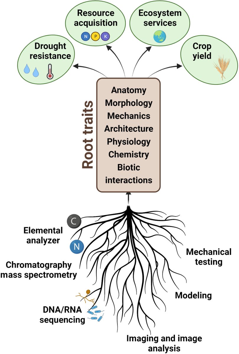 Root biology never sleeps nph.onlinelibrary.wiley.com/doi/10.1111/np…