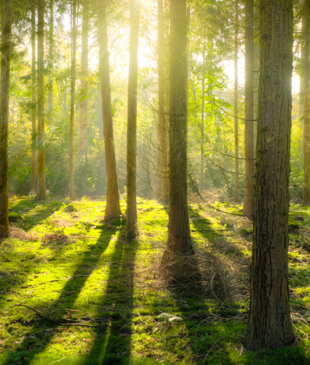 cait_lock's tweet photo. Earth is the only planet we know of that has wood, which makes wood far more rare than diamonds throughout the universe! https://t.co/adJbaPl03Q