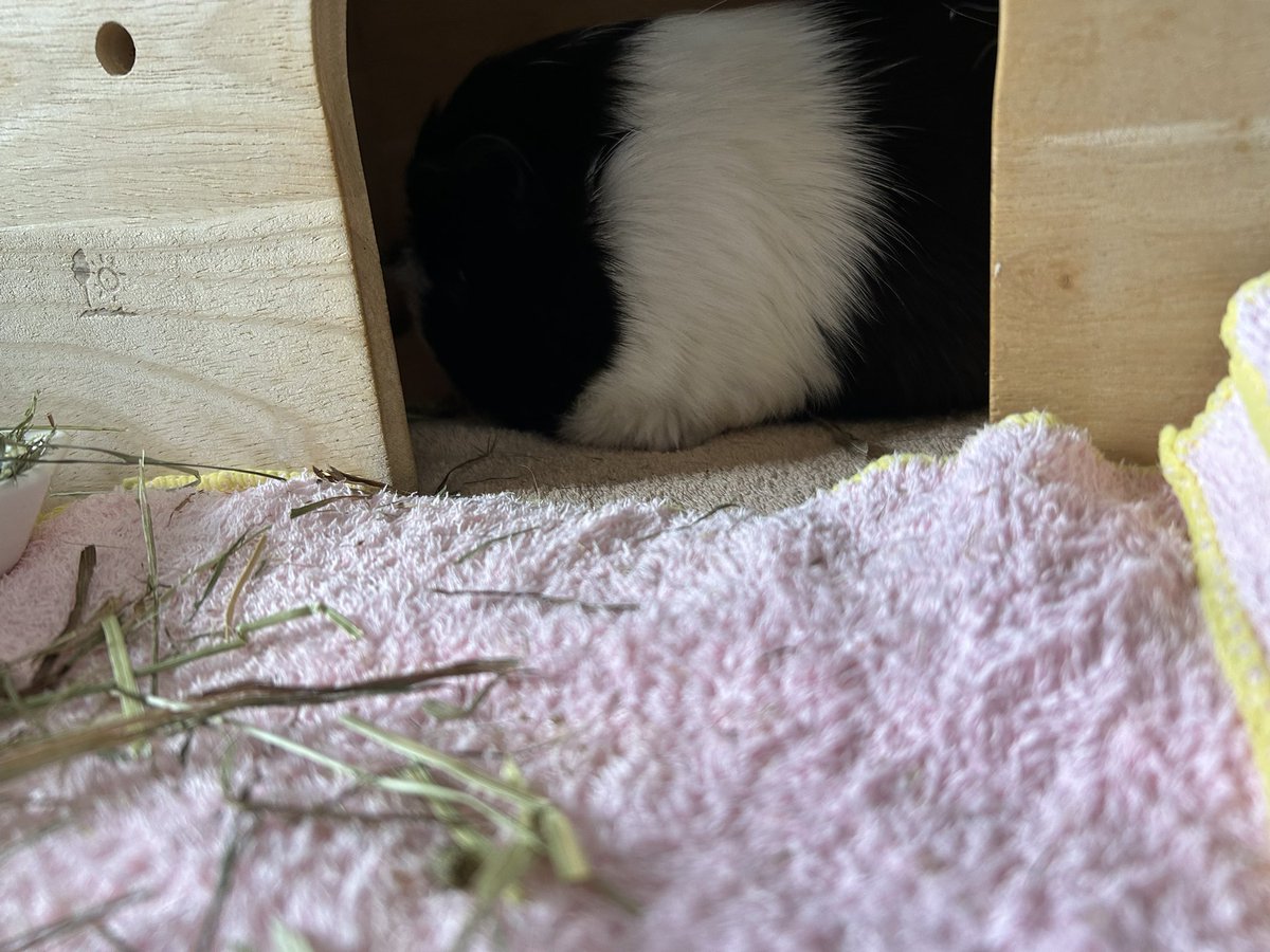 もるぱんだ tweet media