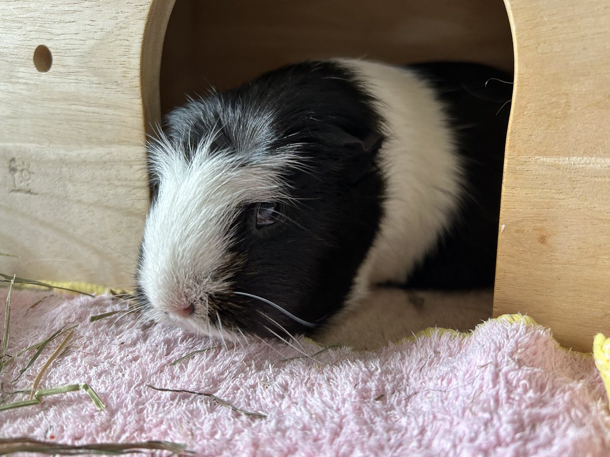 もるぱんだ tweet media