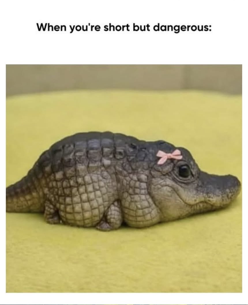 SarahBeara tweet media