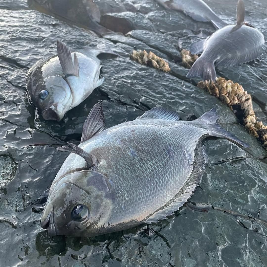 HzRufan's tweet photo. ショアレッド🤩58cm🎣釣れました👍フカセ🎣マダイ
朝マヅメ☀️ https://t.co/qwlhn1TjhY