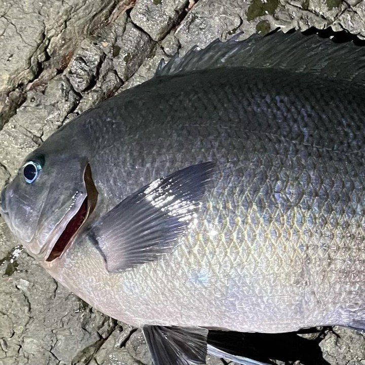 HzRufan's tweet photo. ショアレッド🤩58cm🎣釣れました👍フカセ🎣マダイ
朝マヅメ☀️ https://t.co/qwlhn1TjhY