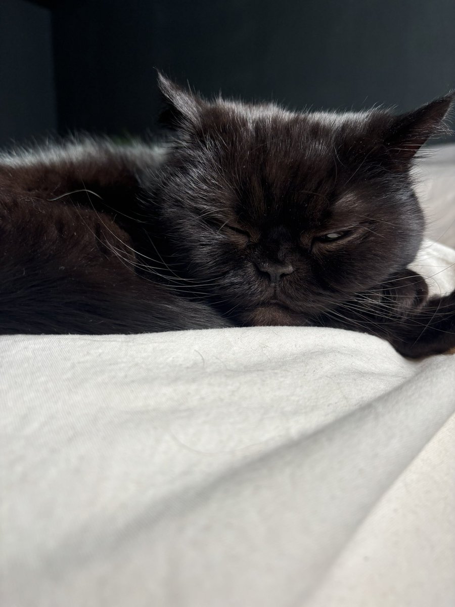 Beans 🛡️ tweet media