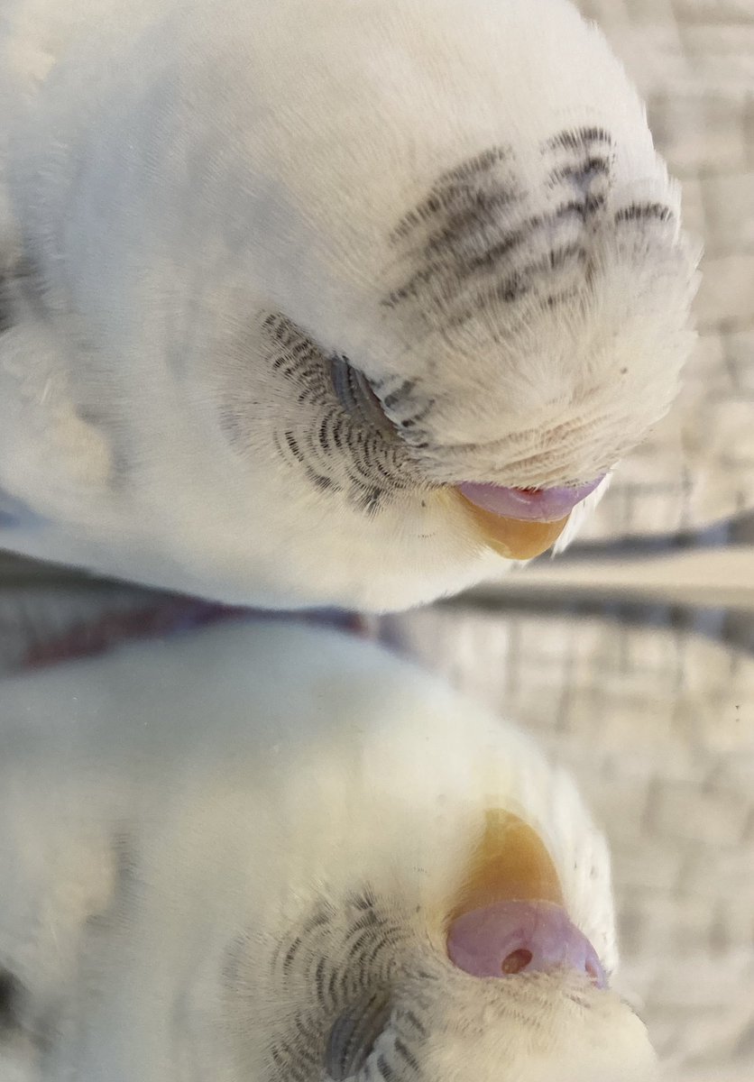 セキセイとやまだ tweet media