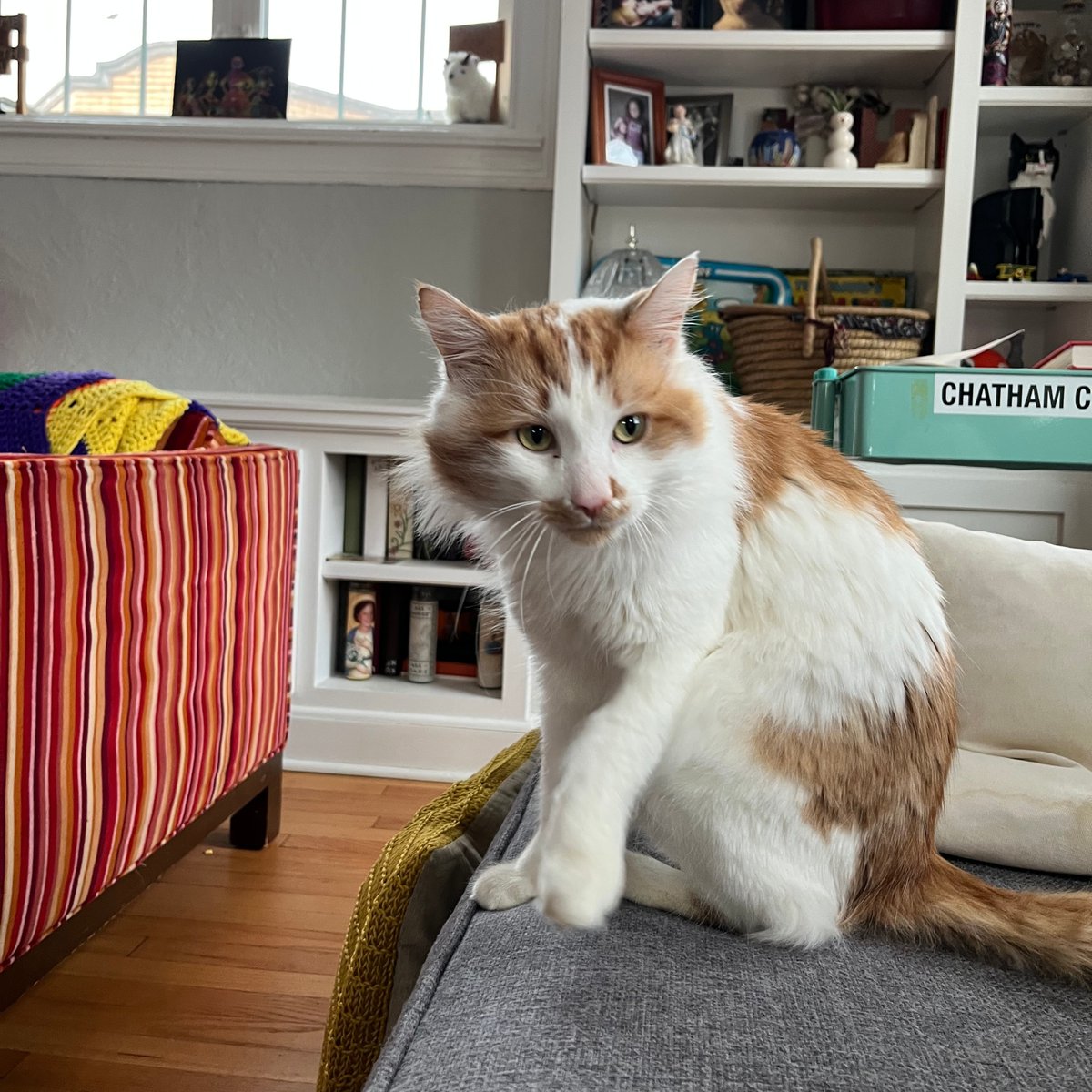 Tree House Humane Society tweet media