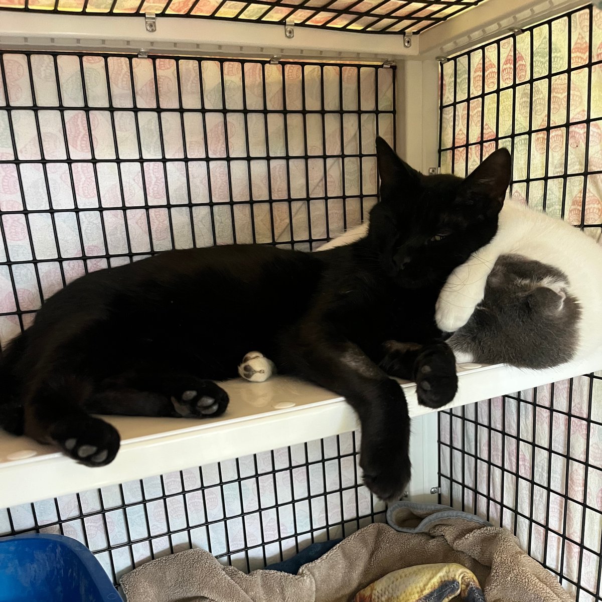 Tree House Humane Society tweet media