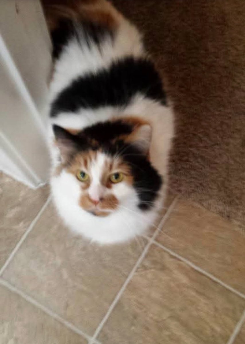 Chance Da Bear🔜? tweet media