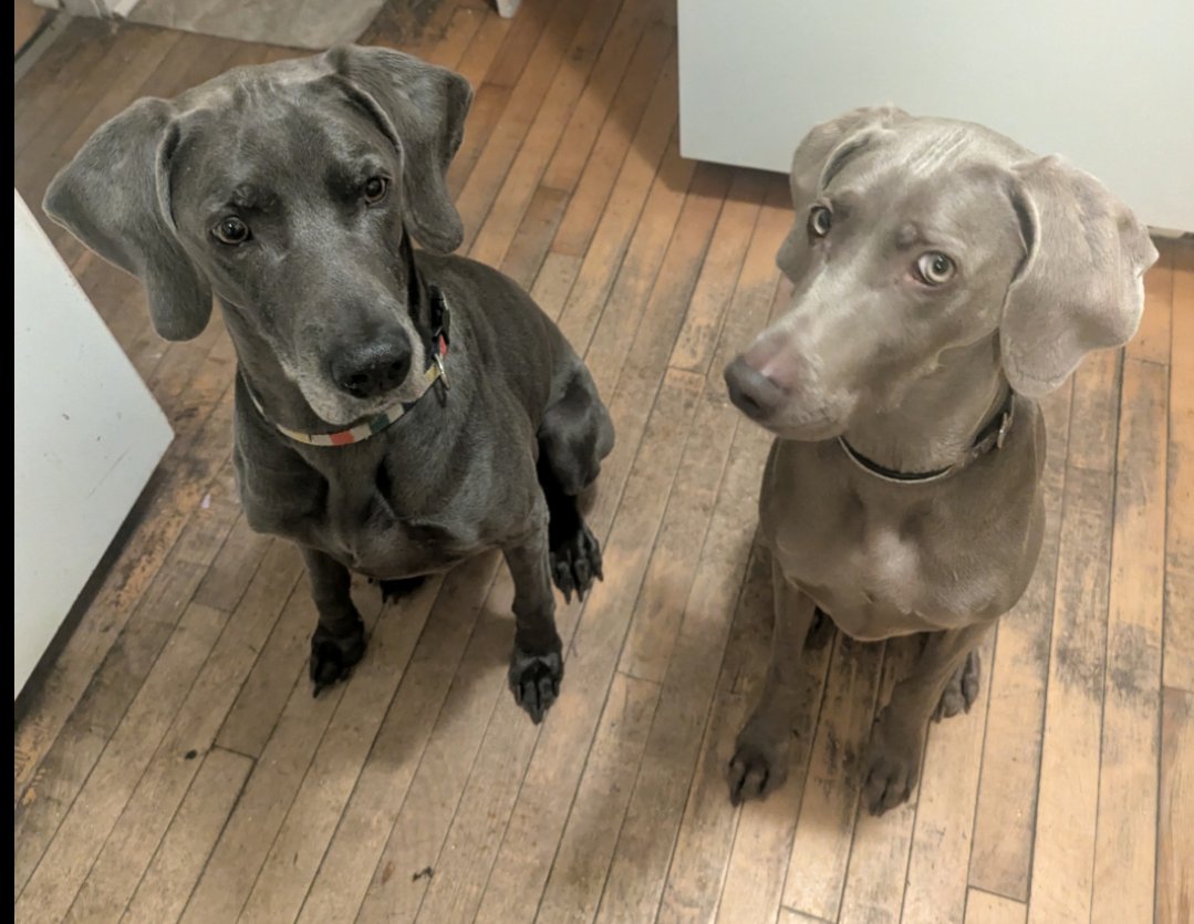 Kooper and Xena. Happy Monday everyone. 🐕✌️❤️🇨🇦