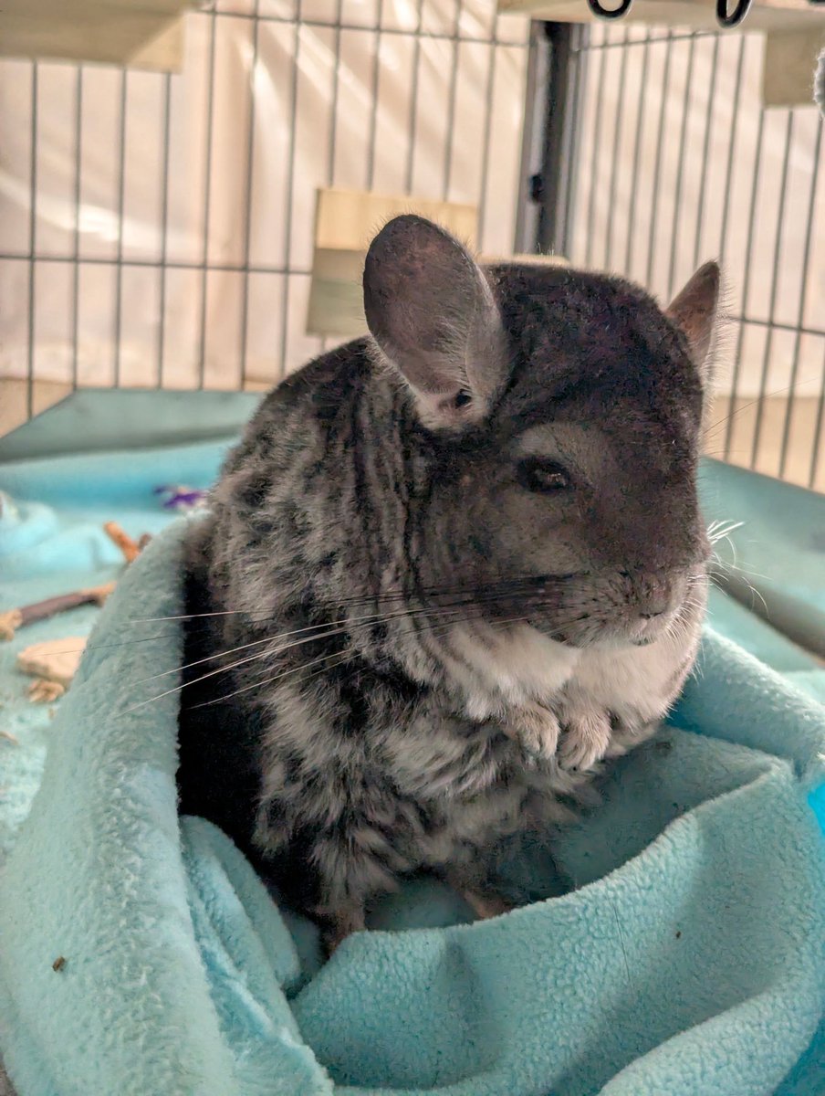 plain hot dog with only mayo tweet media