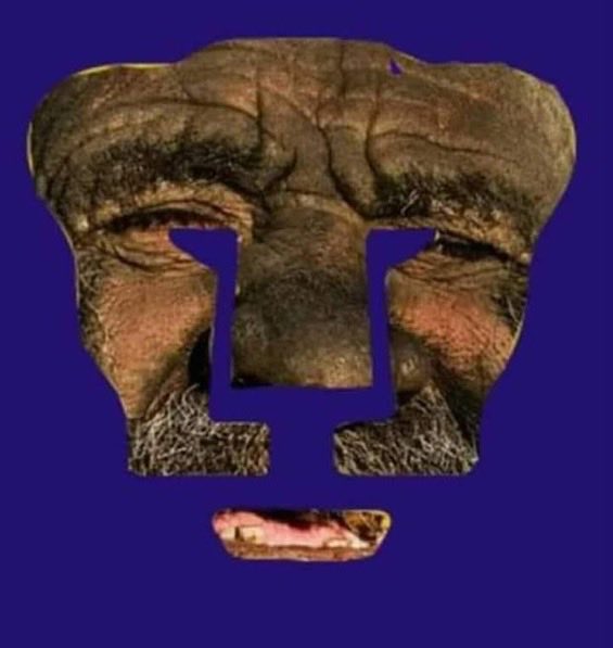 Cañonero 2 tweet media