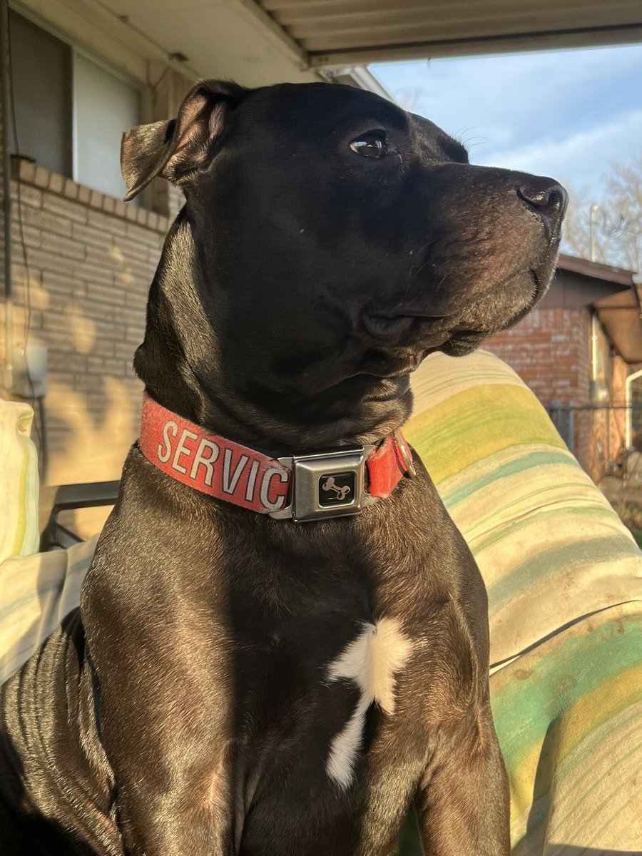 Brad Harris tweet media