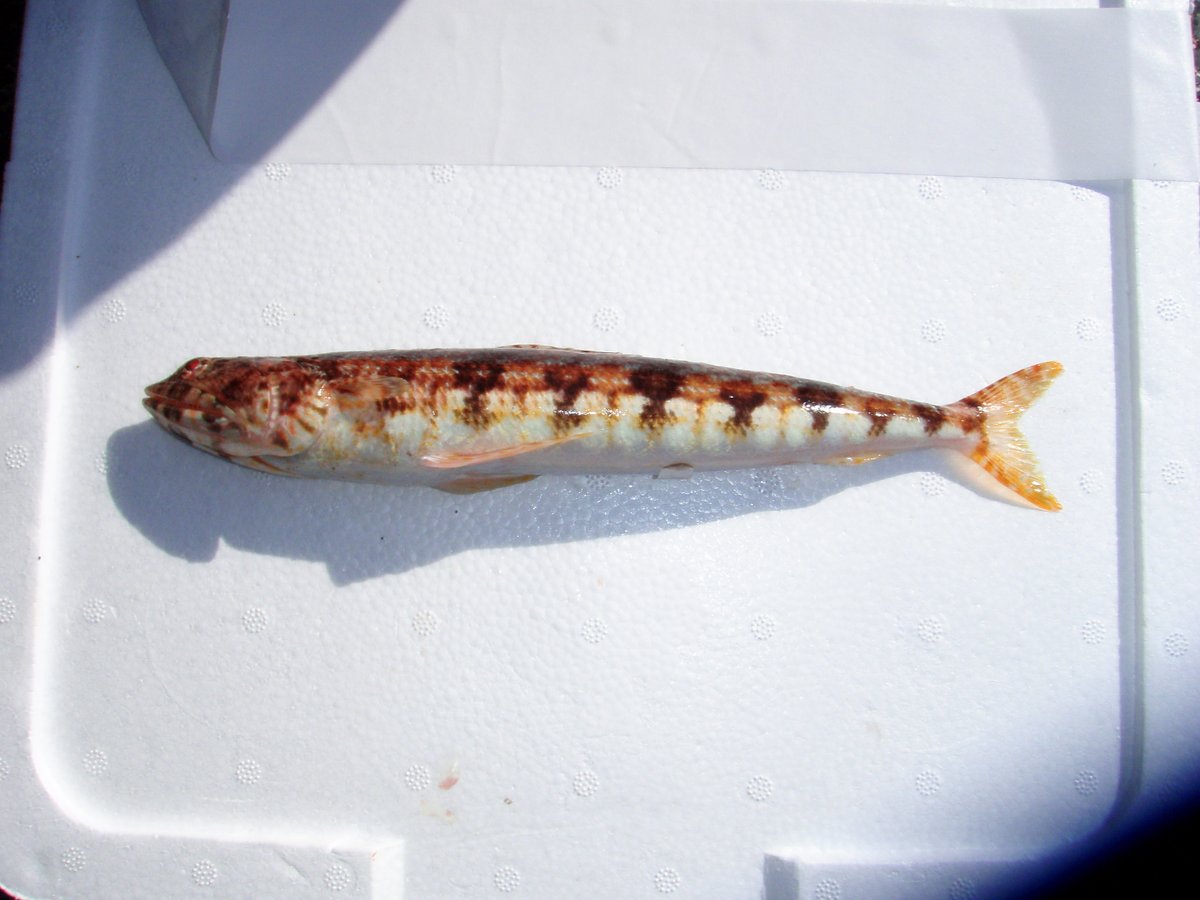 SHIINA Masato tweet media