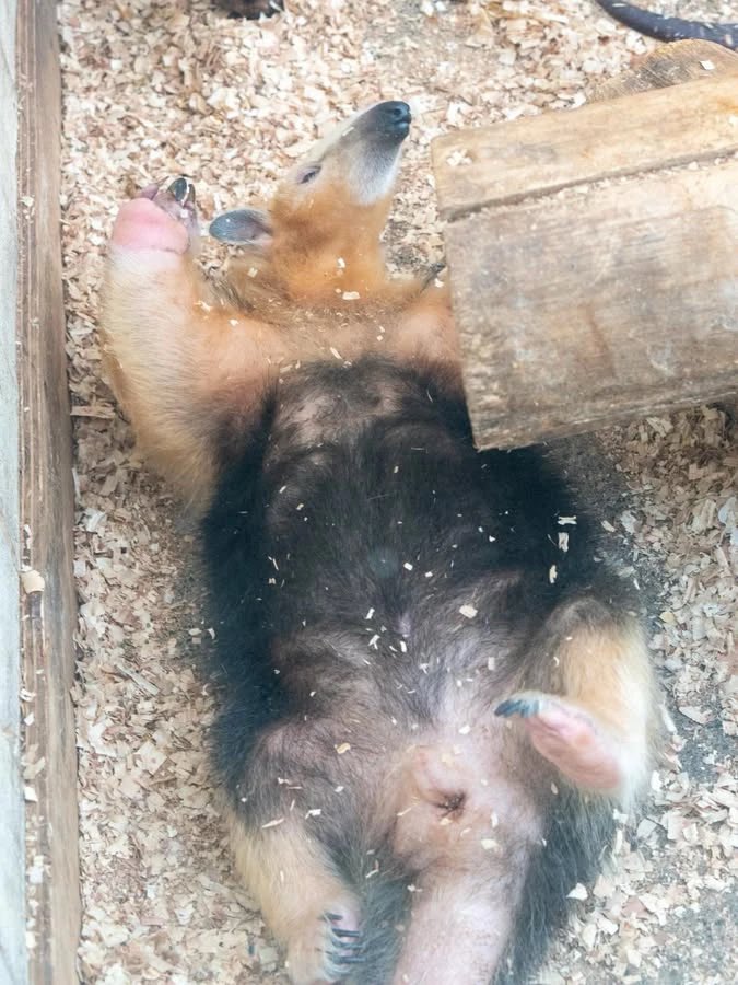 あまりにも無防備すぎるミナミコアリクイのおなかをご覧ください……

📷20250621 #伊豆シャボテン動物公園 #ミナミコアリクイ