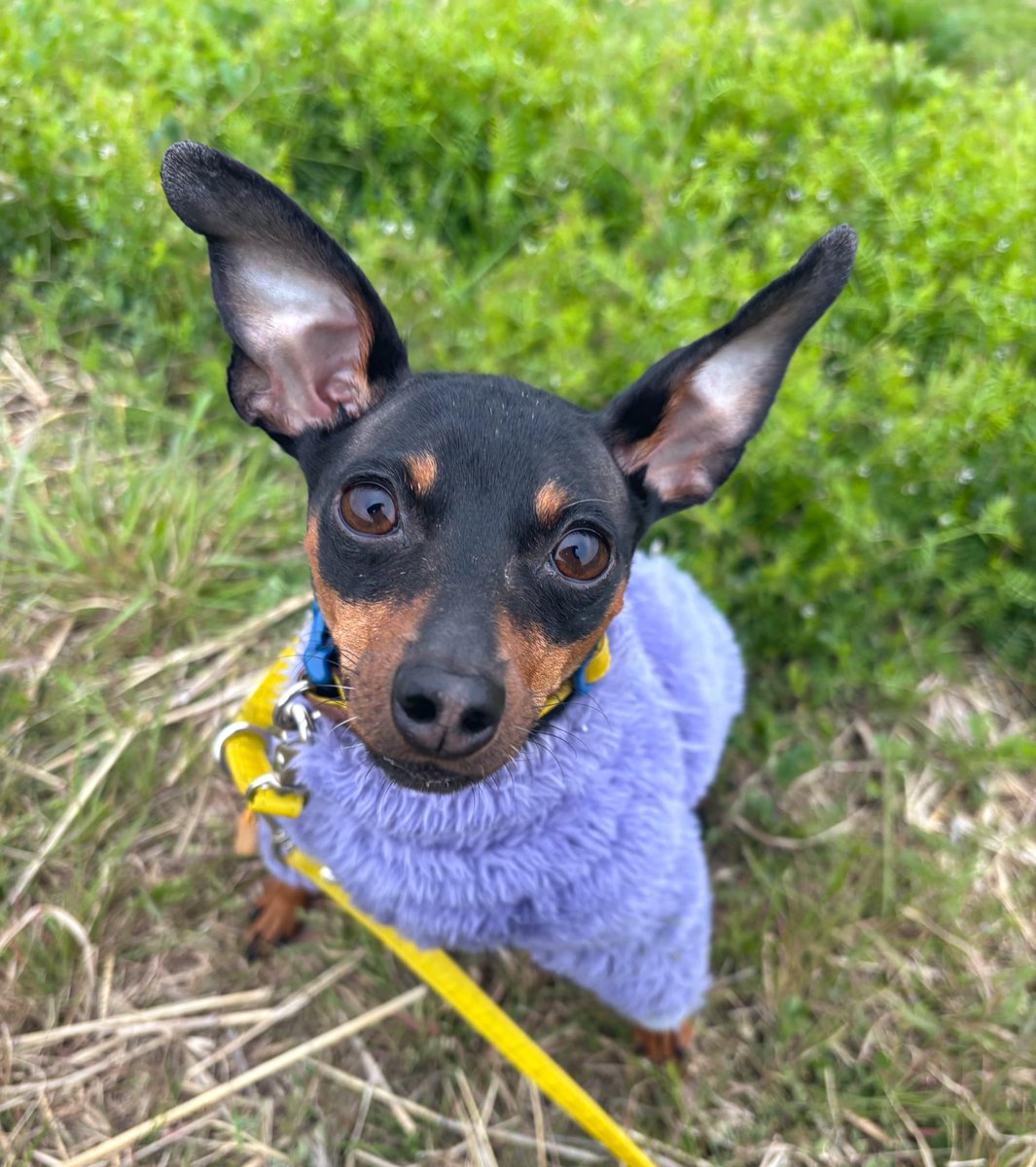 薔薇子™ tweet media