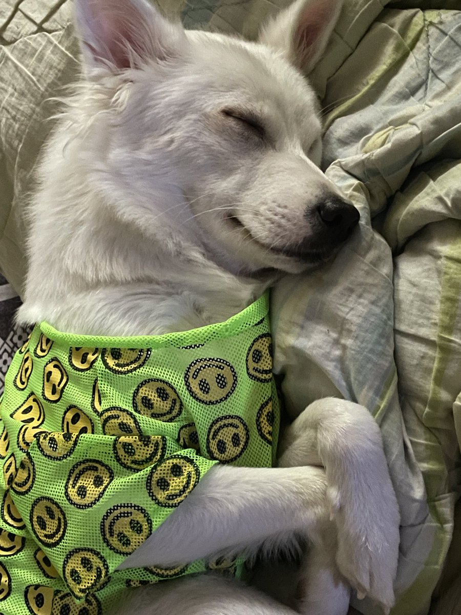 RORA | MOON JELLYFISH VTUBER 🌙🪼 tweet media