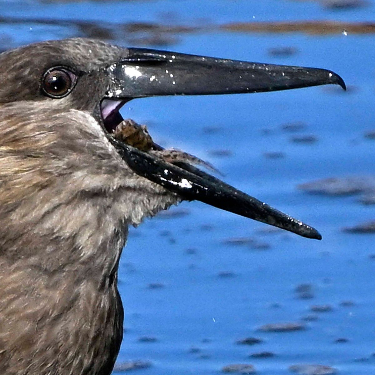 SANParks Addo tweet media