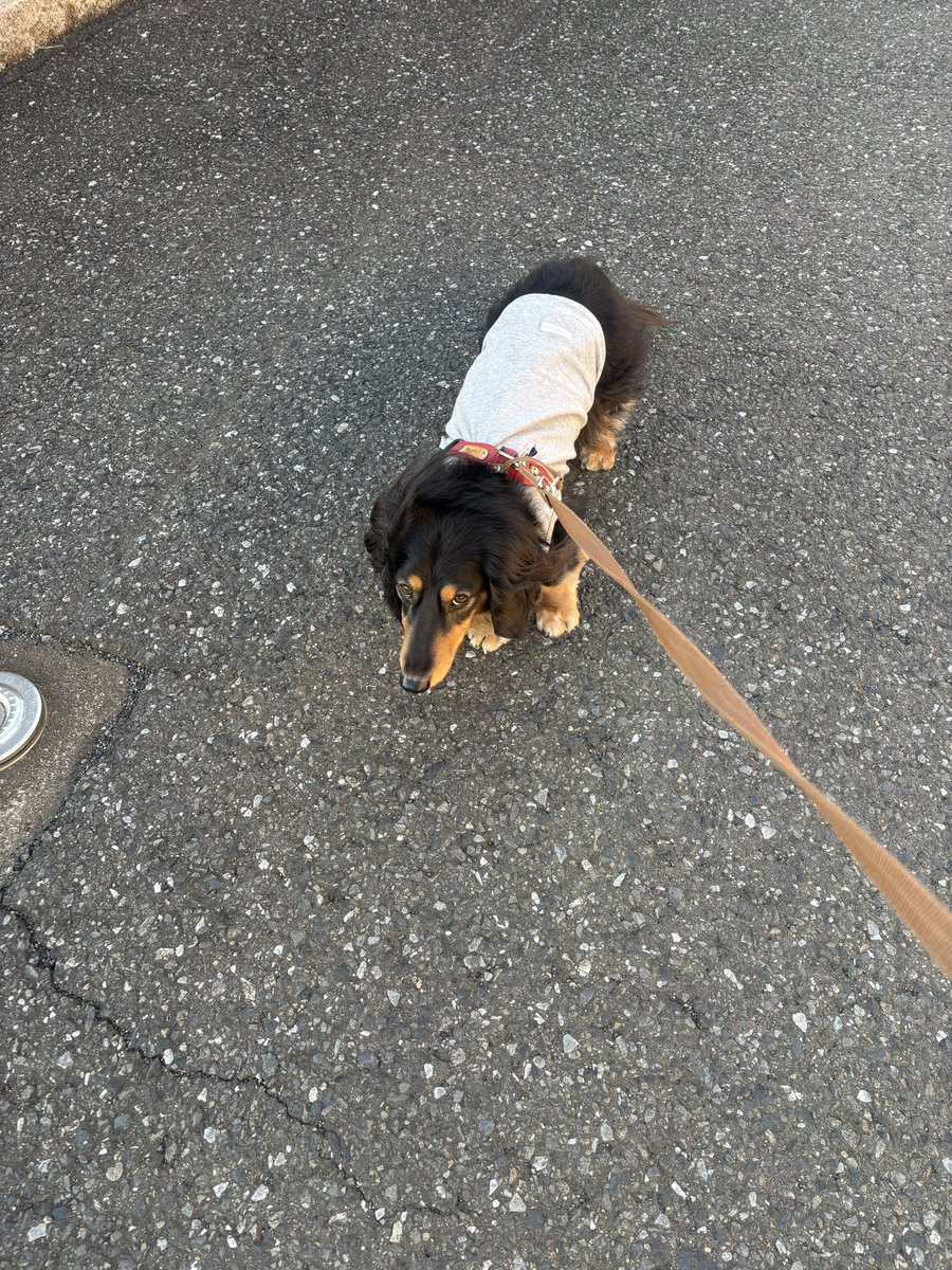 デカニンヘンおはぎ tweet media