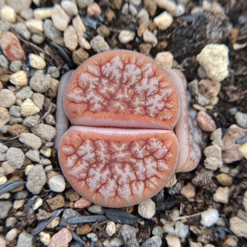 ภัทรพล tweet media