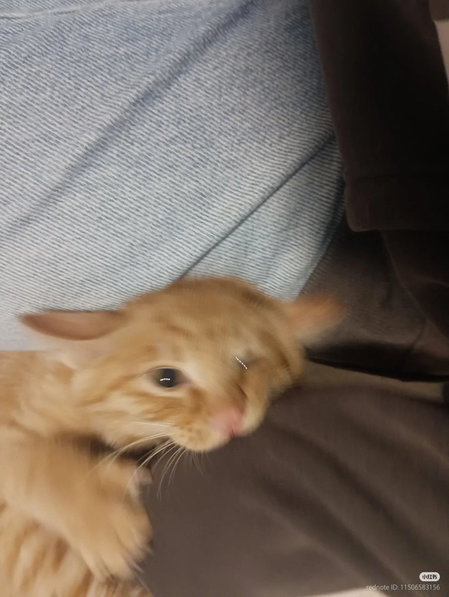 chomp