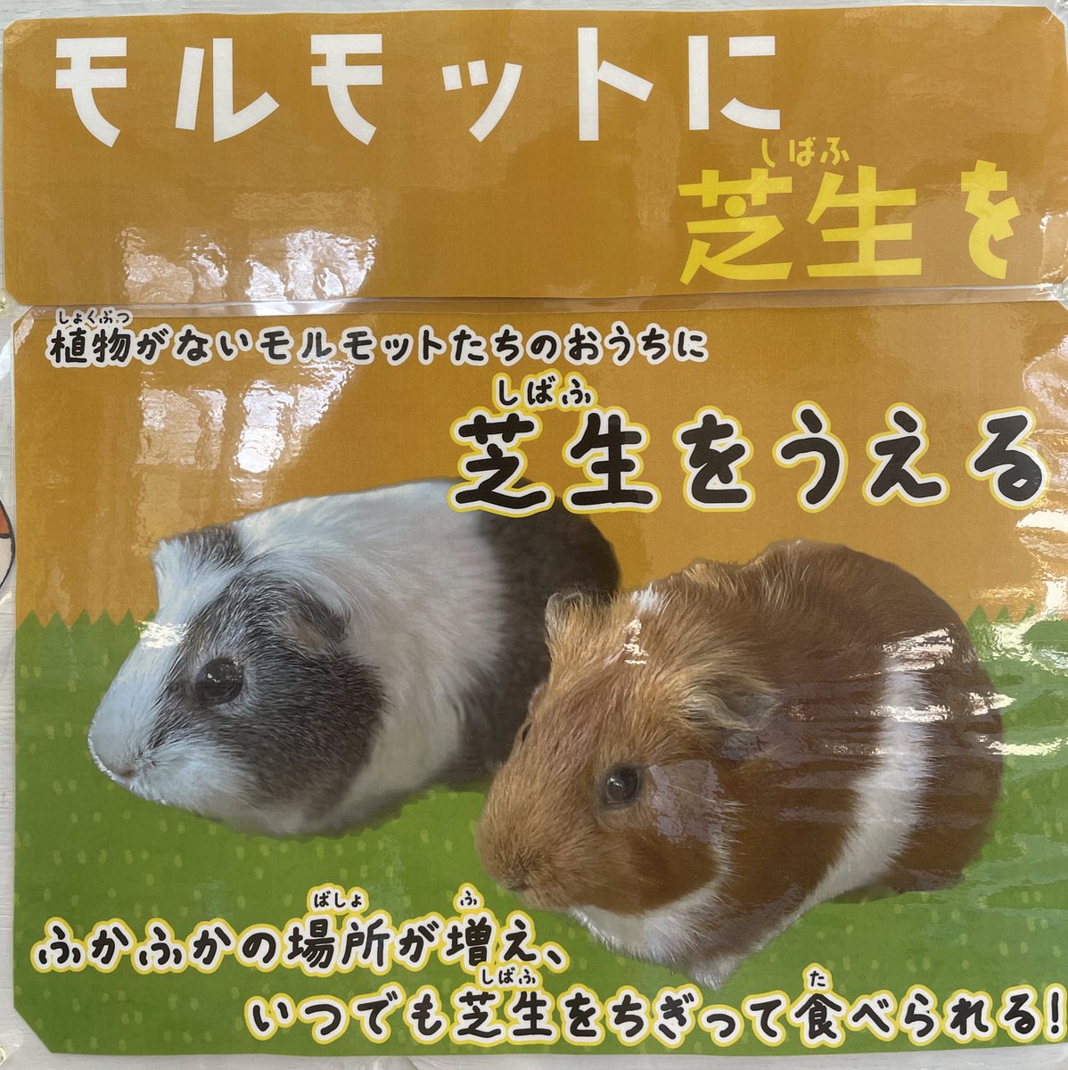 飯田市立動物園 【公式】 tweet media