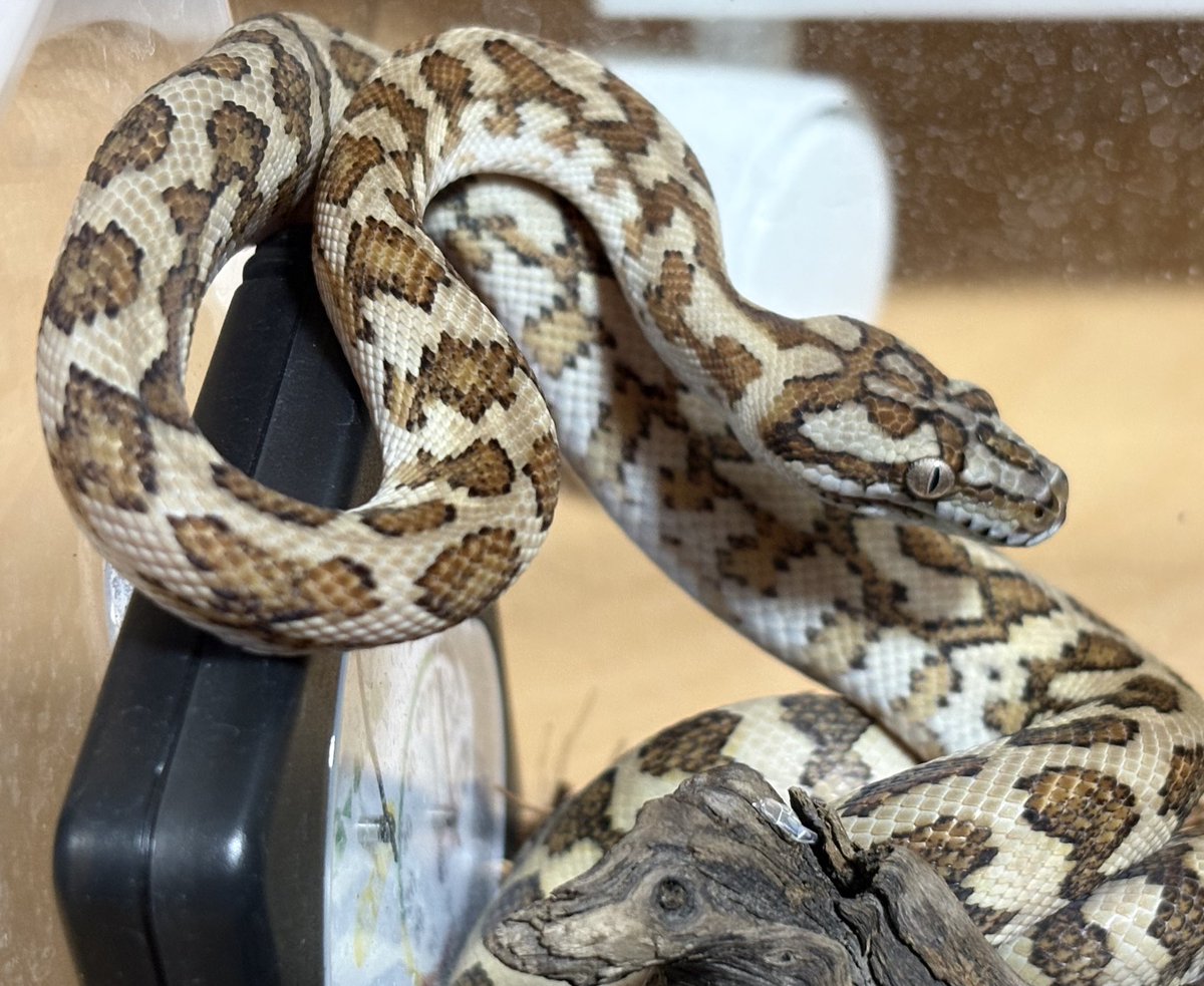 モロッコヨーグルト tweet media