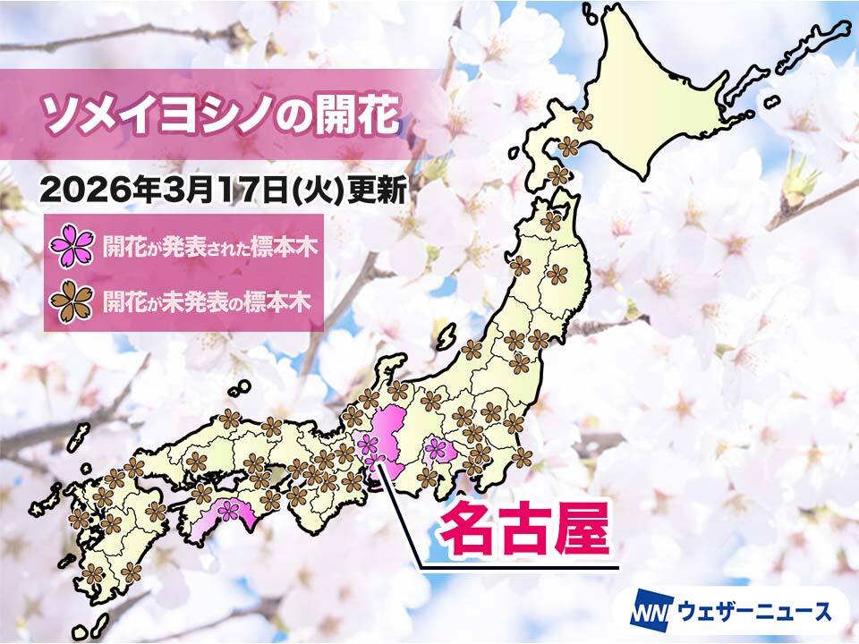wni_jp's tweet photo. ＜名古屋で桜開花🌸＞
今日3月17日(火)午後、名古屋で桜の開花が発表されました。ソメイヨシノの開花発表は、昨日の岐阜、高知、甲府に続き、全国で4か所目です。

名古屋は昨年より9日早い開花で、過去最も早い記録に並びました。
https://t.co/i1PAMXRBVt https://t.co/tiMwZ2gYvd
