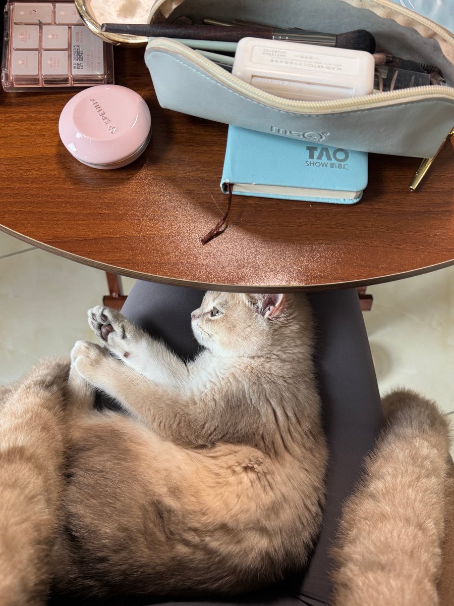 1Yymoo's tweet photo. 🐱 https://t.co/cZp552Ry6B