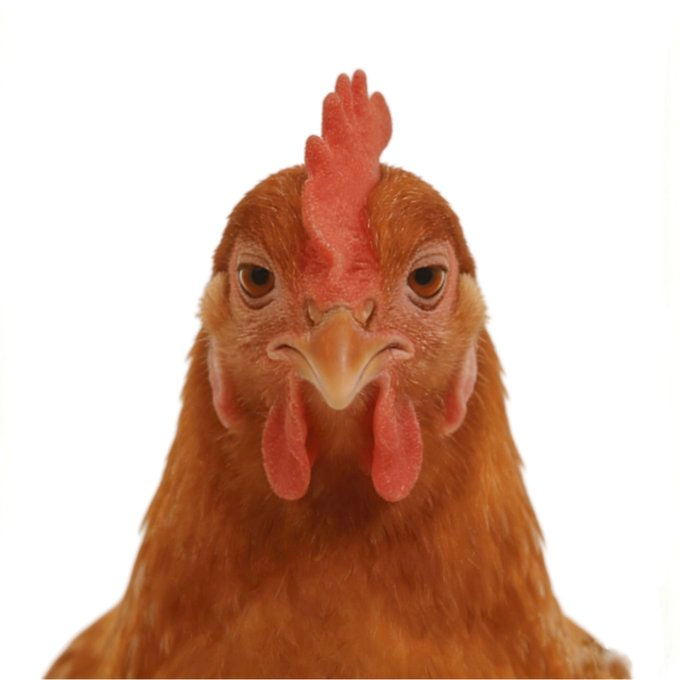 好奇猫a tweet media