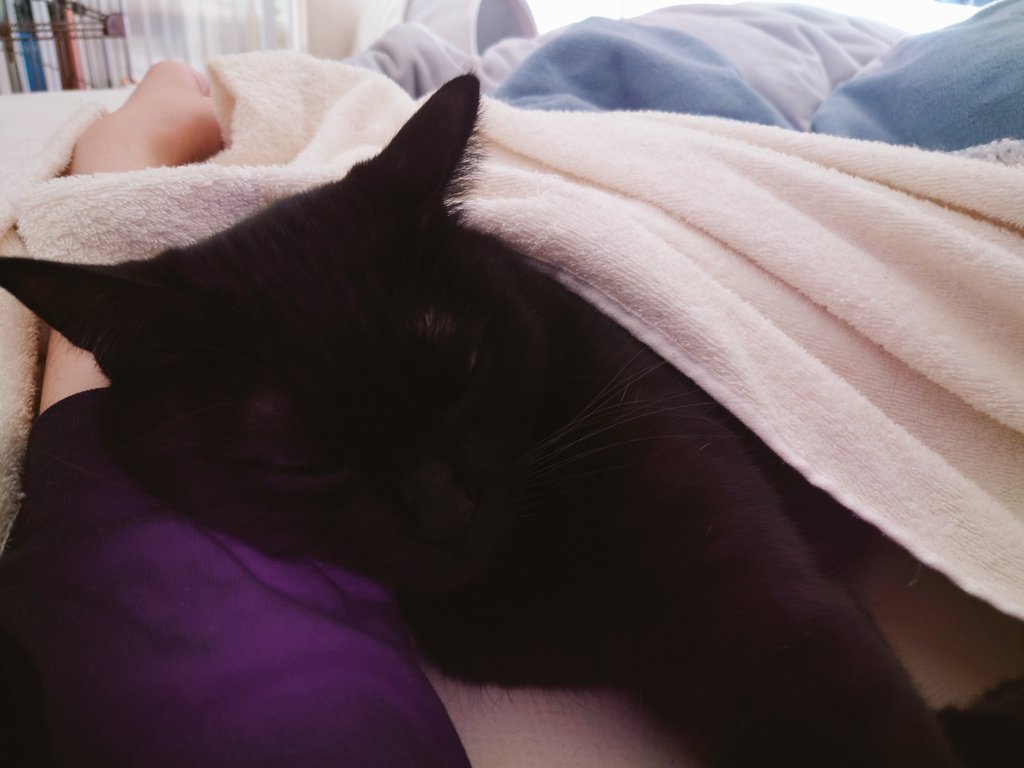 猫？ 猫なら俺の隣で寝てるよ