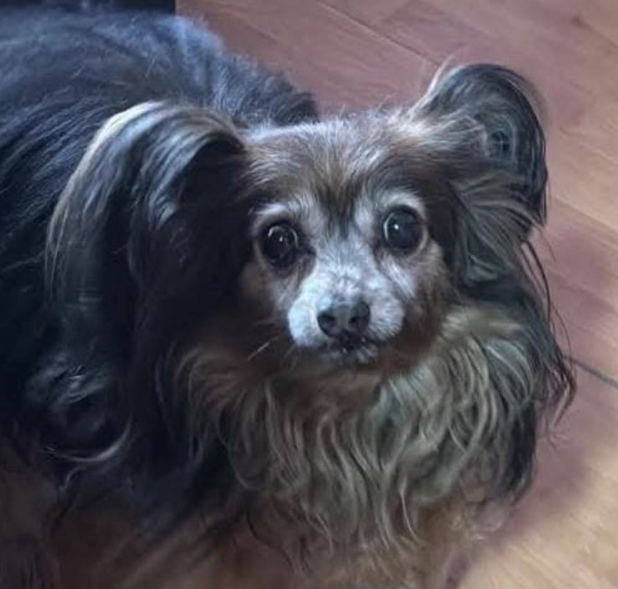 Robado o perdido😢
Por favor, difusión urgente🙏🏻🙏🏻
<a href="/jacamp98/">🕸Merce Palao Ganga</a> <a href="/jcgcarr85/">Juan carlos</a> @panthalassa63 
@esther90759650 <a href="/siviaromera1/">SILVIA  ROMERA</a> 
<a href="/OpenEye95053629/">Open 🐕💕🐈🌳🦋</a> <a href="/bellido_soledad/">Soledad</a> <a href="/consusan66181/">M🦇🏆26 títulos. AMUNT</a> <a href="/marien15mg/">🦇 Marien 🐾</a> <a href="/luiscah/">Luis Clemente Arroyo</a>
👇🏻
