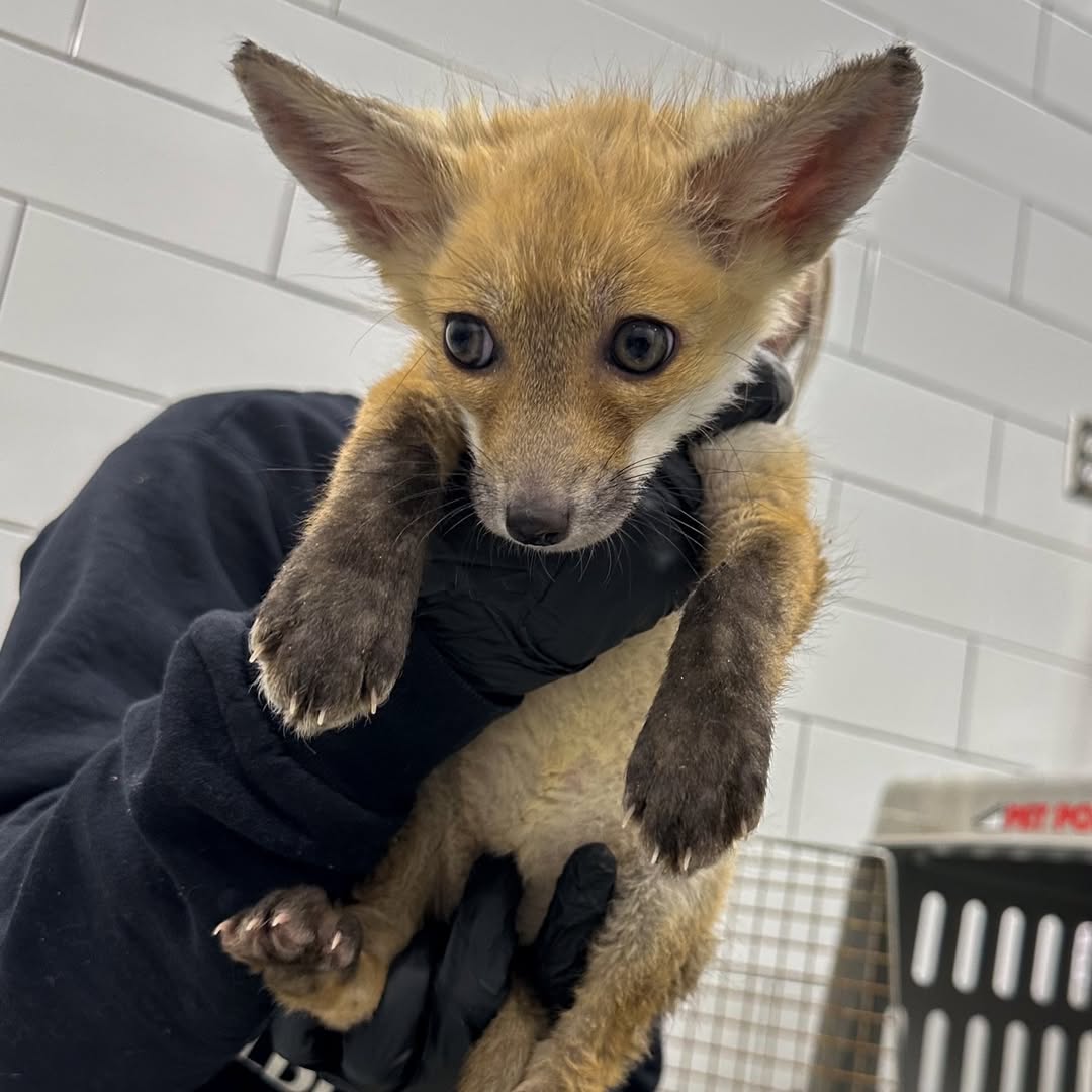 Retweet to win this fox 🦊