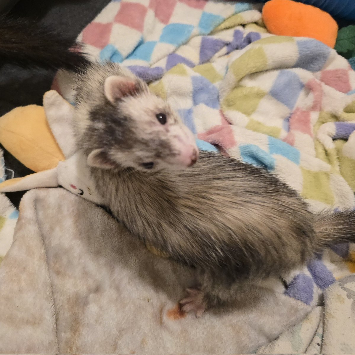 Ferret Zone tweet media