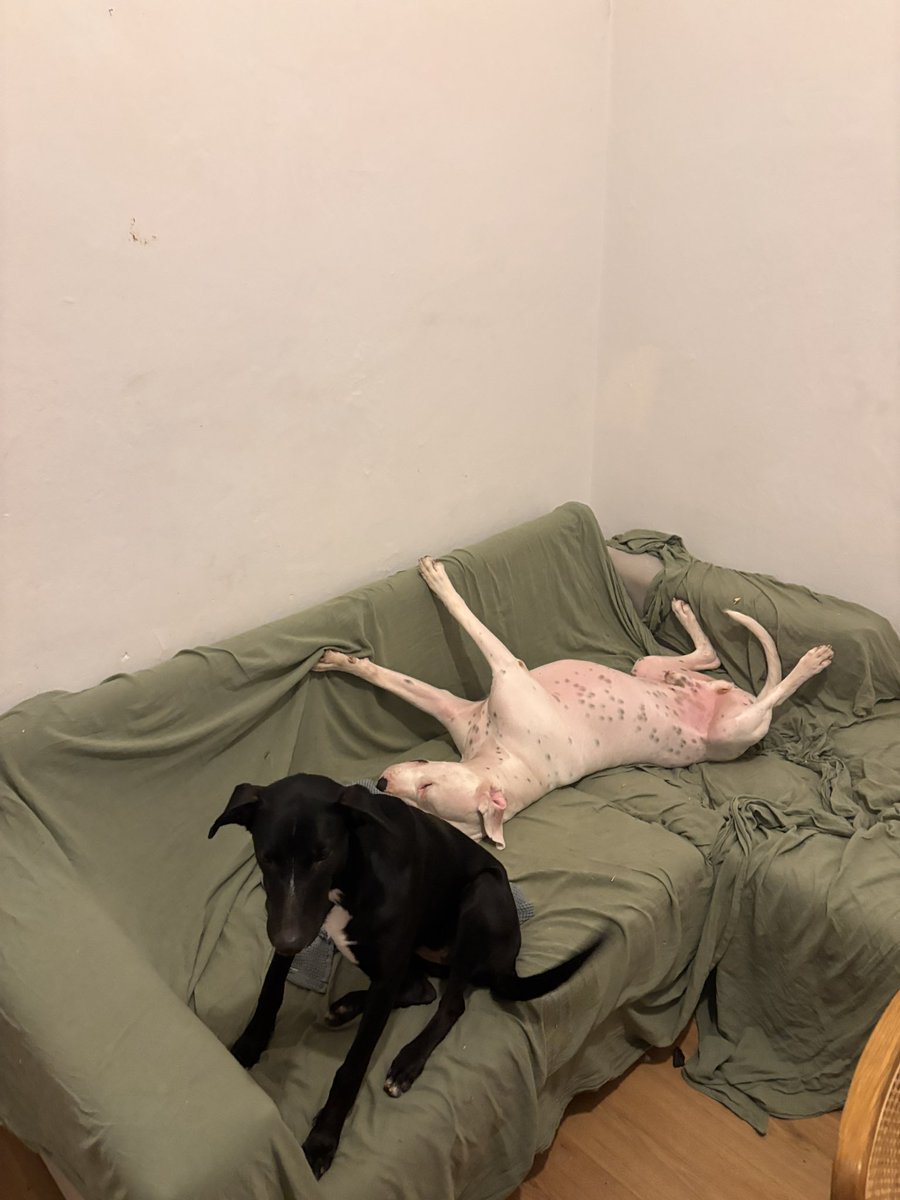 checafresca tweet media