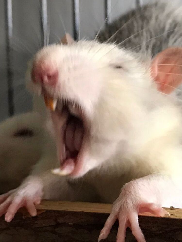 Robotic Rodent tweet media