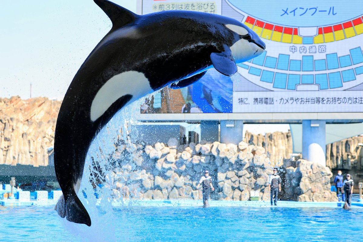 fumifumi tweet media