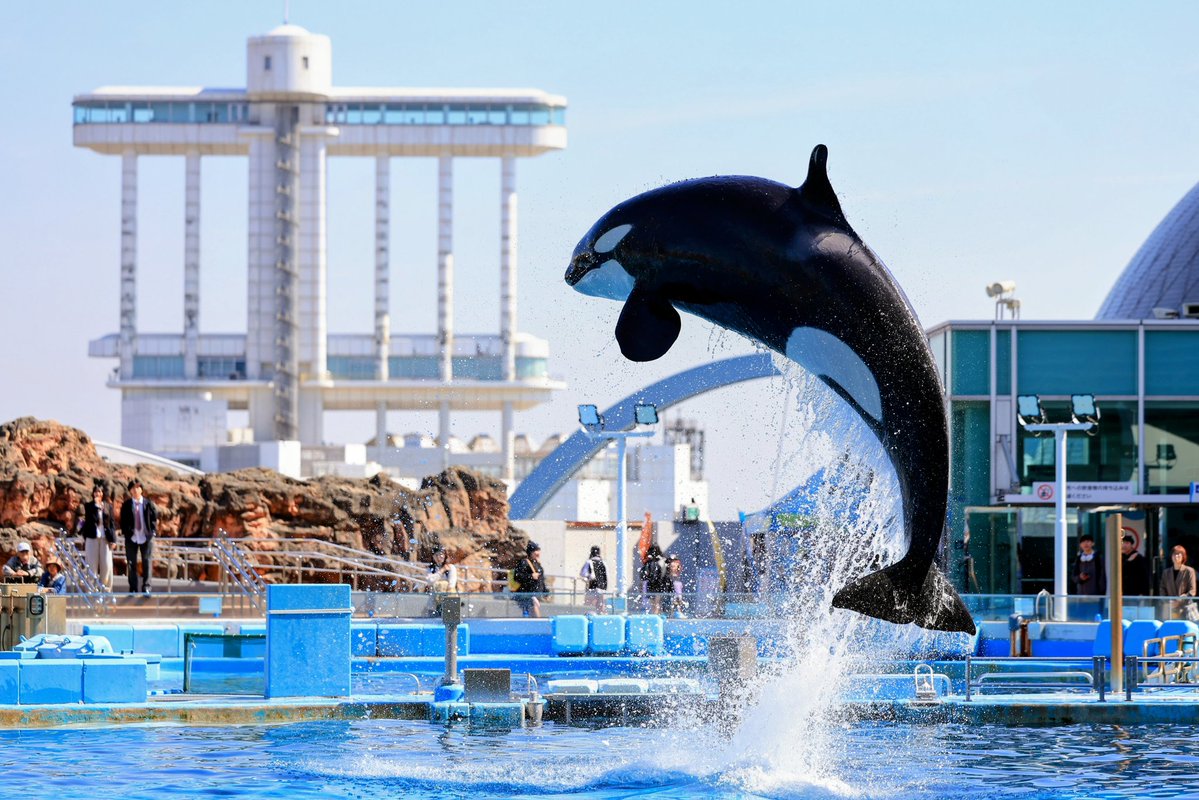 fumifumi tweet media