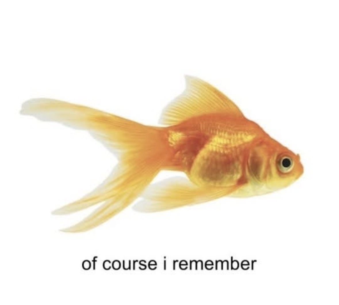 Respectful Memes tweet media