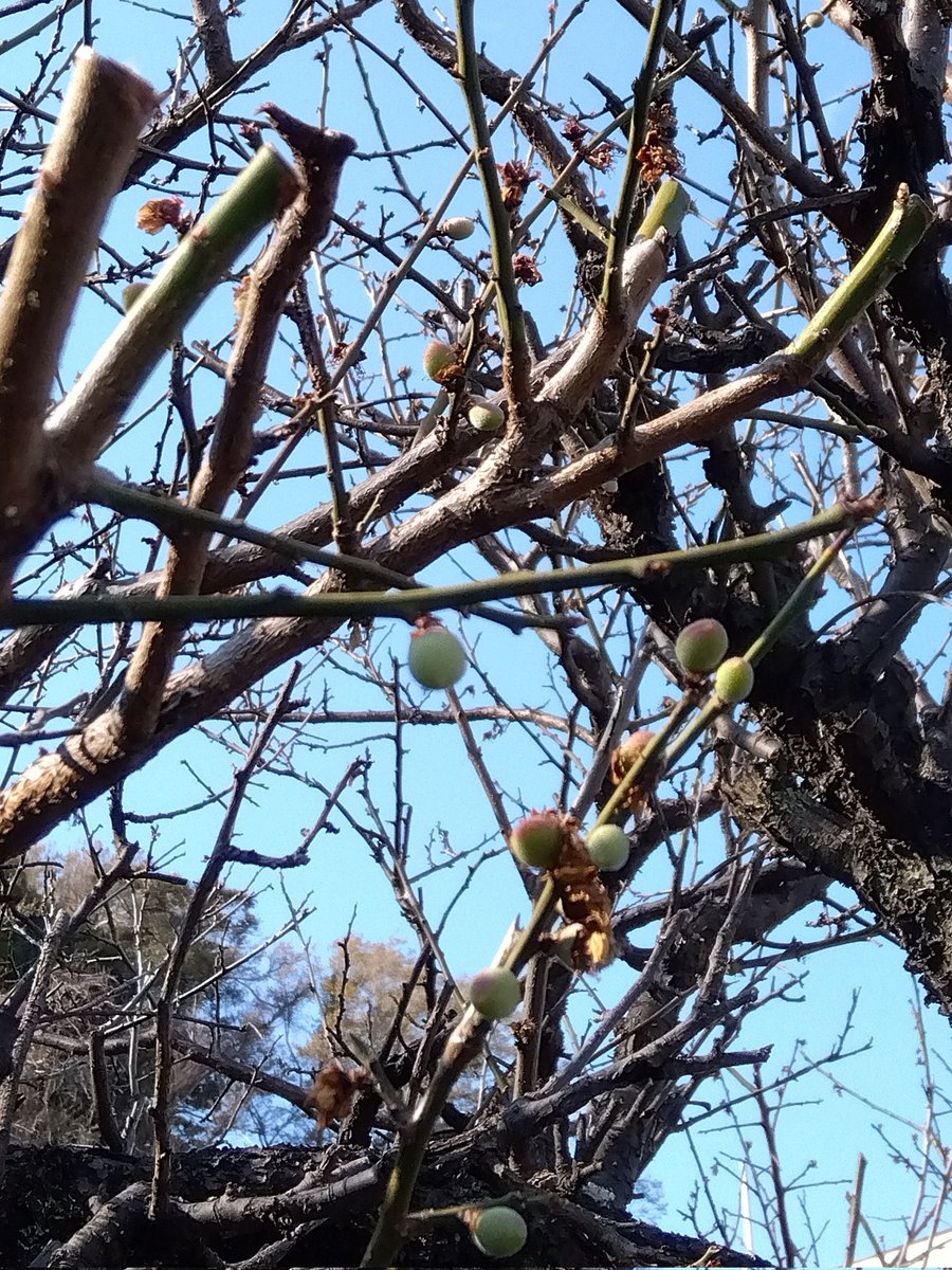 izumin444's tweet photo. 梅の花はほとんど終わり、数えるほどほんの幾輪かが残っているのもあり、そんななか直径5ミリくらいの梅の実がすでになっているのもあって、私が普段歩く小さな世界でも進み具合はいろいろなので、足並み揃って咲いたりする梅林とか桜並木とかは、同じ環境下の元、相談して協調し合ってるんだろうか https://t.co/cPbYKKpJ3k