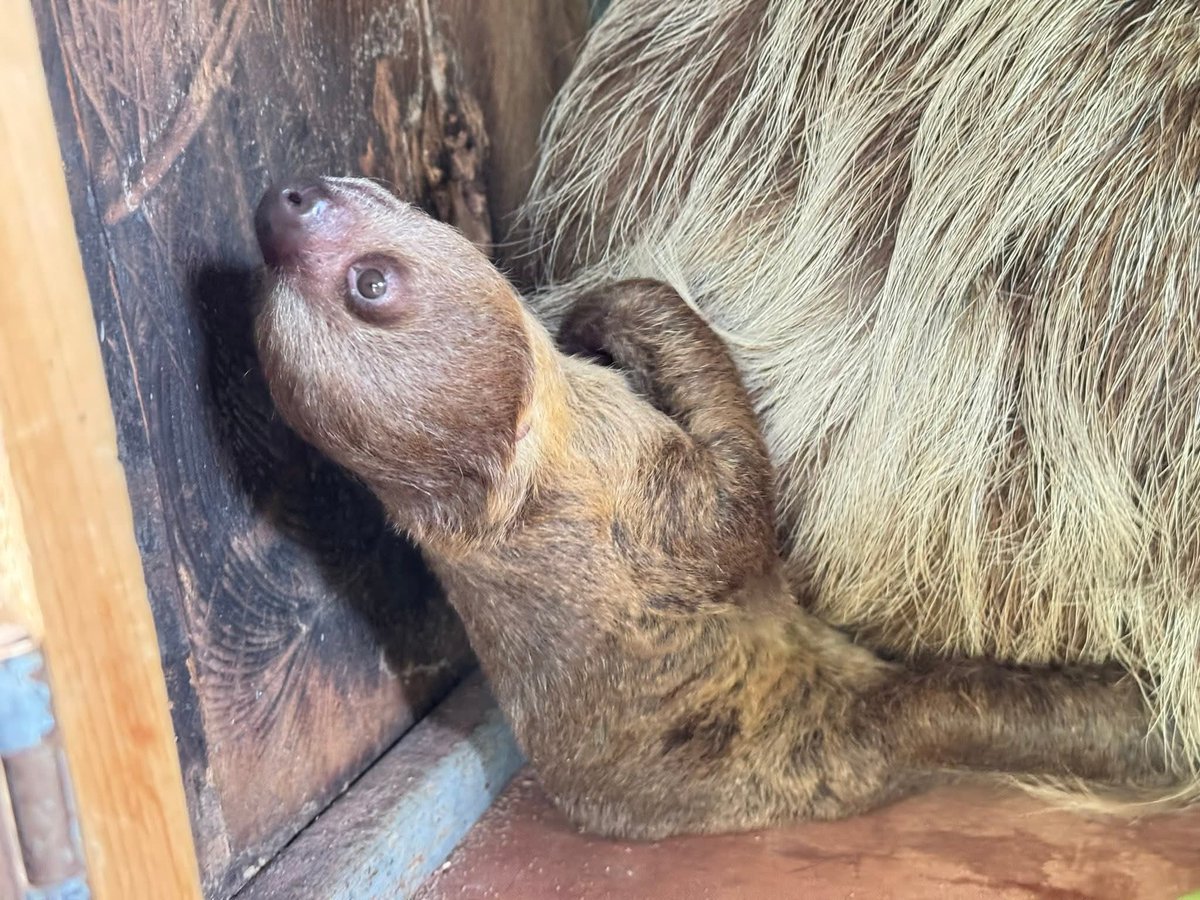 สวนสัตว์เปิดเขาเขียว Khao Kheow Open Zoo tweet media