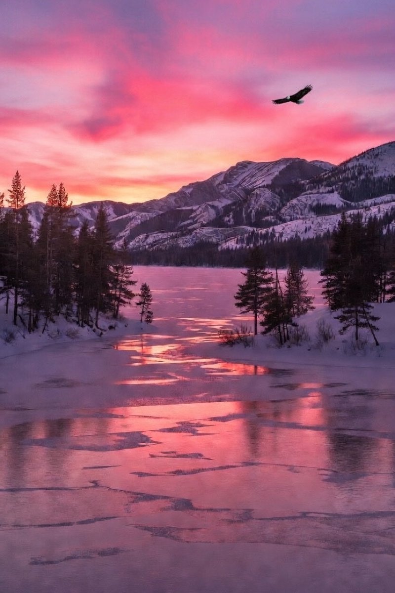 DeusExMachina 🪬 tweet media