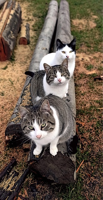 Brad Hoechlin tweet media