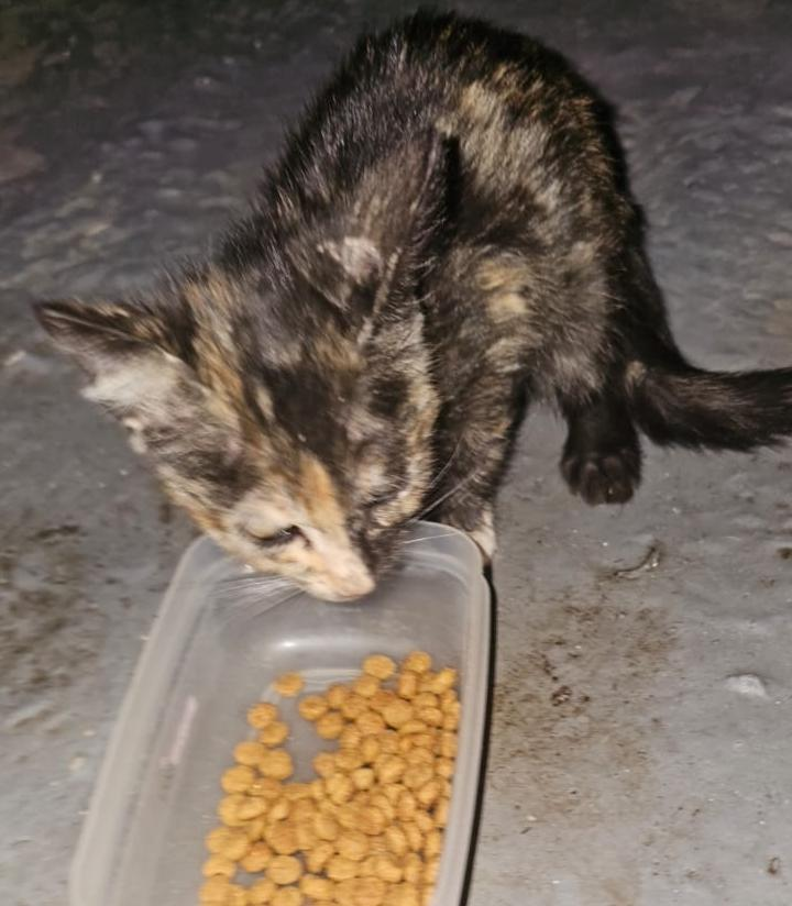GATITA EN ADOPCION EN GLEW
Apareció esta gatita en un balcón, es bebe, necesita un hogar.
Natalia 1161404003

#GatitosenadopciondefansZONASUR