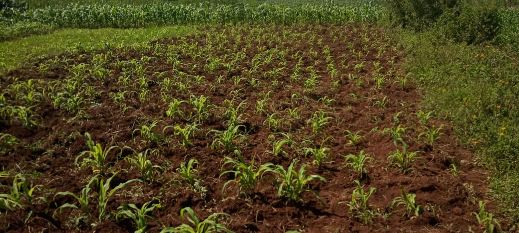 KPL Women Articulation tweet media