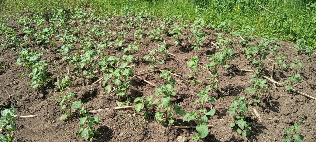 KPL Women Articulation tweet media