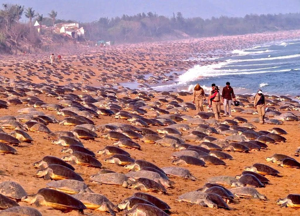OfficialPreetiM's tweet image. The magic of nature unfolds on India’s coast—#Arribada is here! 
Lakhs of endangered Olive Ridley turtles gather together, creating the world’s largest mass nesting. A mesmerizing dance of life, resilience, and nature’s wonder.
A true spectacle of our planet. I hope the state