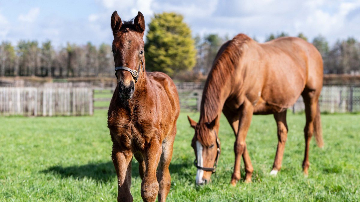Blue Diamond Stud tweet media